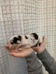 Small Photo #2 Catahoula Leopard Dog Puppy For Sale in OMAHA, NE, USA