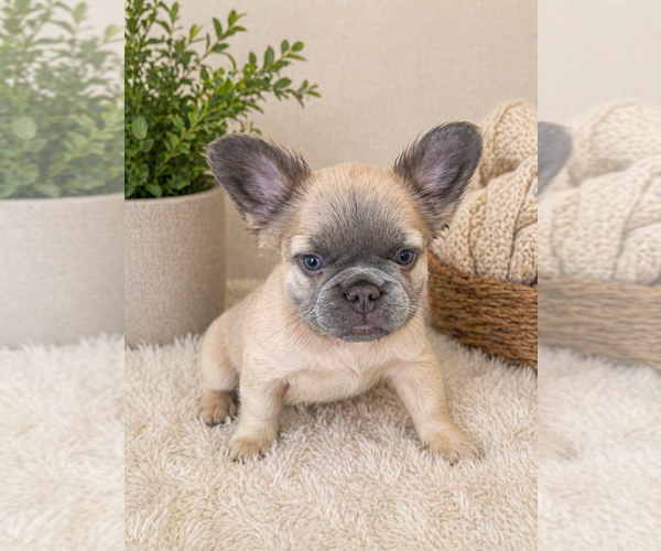 Medium Photo #9 French Bulldog Puppy For Sale in WOODBRIDGE, VA, USA