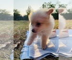 Image preview for Ad Listing. Nickname: Peaches