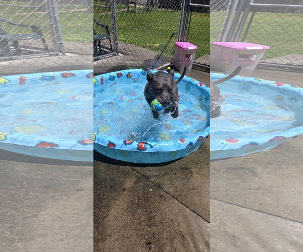 Medium Photo #6 American Pit Bull Terrier-Unknown Mix Puppy For Sale in Rockaway, NJ, USA