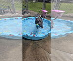 Small #5 American Pit Bull Terrier Mix