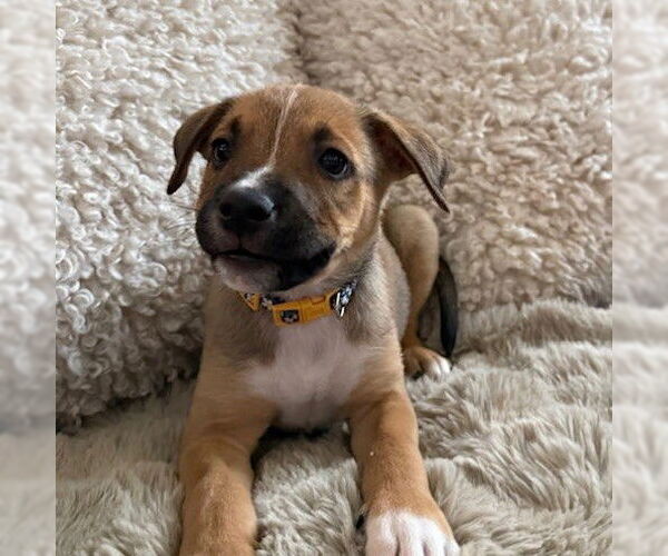 Medium Photo #2 American Pit Bull Terrier-Unknown Mix Puppy For Sale in Fargo, ND, USA