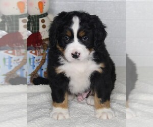 Bernese Mountain Dog Puppy for sale in FREDERICKSBURG, OH, USA