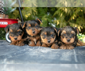 Yorkshire Terrier Litter for sale in KIRKWOOD, PA, USA