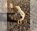Small Photo #1 Great Pyrenees Puppy For Sale in AMHERST, VA, USA