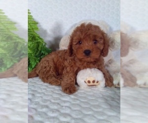 Cavalier King Charles Spaniel-Poodle (Toy) Mix Puppy for sale in SUGARCREEK, OH, USA