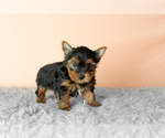 Small Yorkshire Terrier