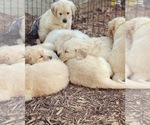 Small Photo #2 Golden Retriever Puppy For Sale in CYPRESS, TX, USA
