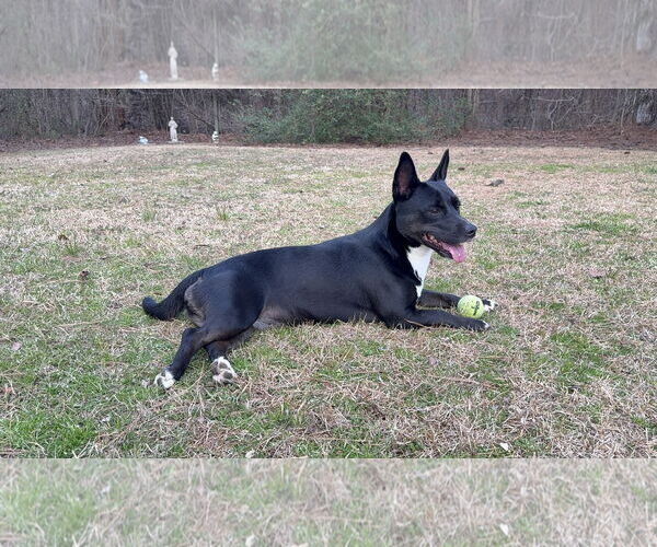 Medium Photo #1 Cardigan Welsh Corgi-German Shepherd Dog Mix Puppy For Sale in Texarkana, TX, USA