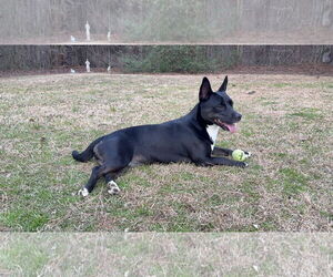 Cardigan Welsh Corgi-German Shepherd Dog Mix Dogs for adoption in Texarkana, TX, USA
