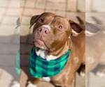 Small Photo #16 Mutt Puppy For Sale in Mount Laurel, NJ, USA