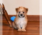 Small Photo #3 Morkie Puppy For Sale in ROCK VALLEY, IA, USA