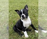 Small #6 Boston Terrier
