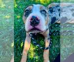Small #3 Mutt