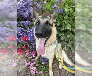 German Shepherd Dog Dogs for adoption in Santa Maria, CA, USA