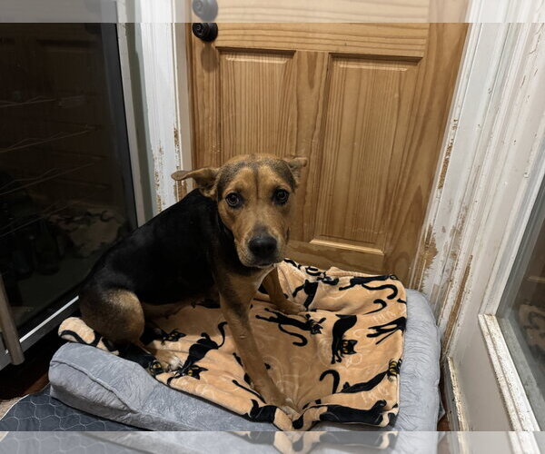 Medium Photo #4 Mutt Puppy For Sale in Holly Springs, NC, USA
