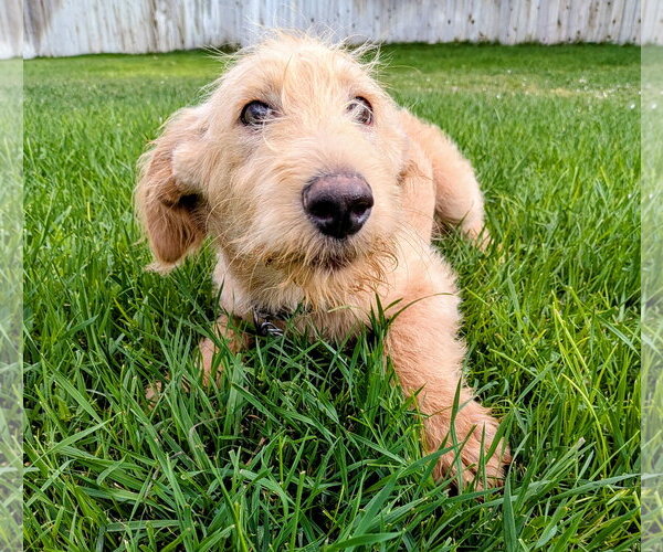 Medium Photo #15 Labradoodle Puppy For Sale in Sandy, UT, USA