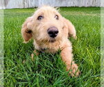 Small #14 Labradoodle
