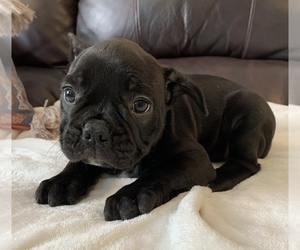 French Bulldog Puppy for sale in JOHNS ISLAND, SC, USA