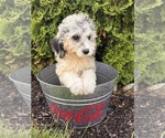 Small #1 Cockapoo