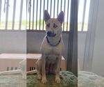 Small Huskies  Mix