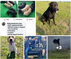 Labrador Retriever Puppy for sale in SKIATOOK, OK, USA