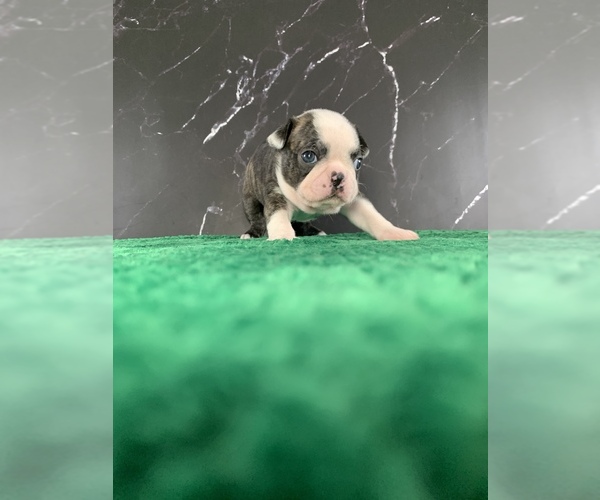 Medium Photo #6 Boston Terrier Puppy For Sale in TULARE, CA, USA