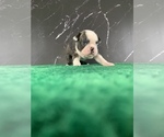 Small #5 Boston Terrier