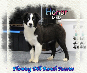 Miniature Australian Shepherd Puppy for sale in FORESTBURG, TX, USA