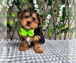 Small #1 Yorkshire Terrier