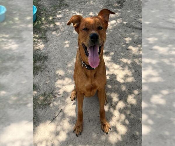 Medium Photo #1 Labrador Retriever-Rhodesian Ridgeback Mix Puppy For Sale in Conroe, TX, USA