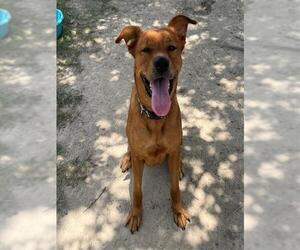 Labrador Retriever-Rhodesian Ridgeback Mix Dogs for adoption in Conroe, TX, USA