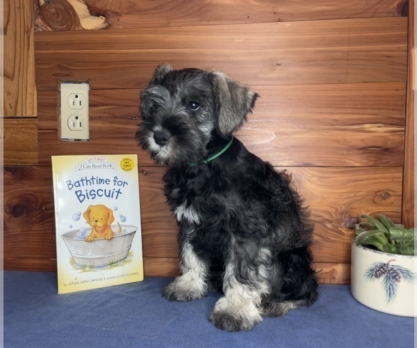 Medium Photo #1 Schnauzer (Miniature) Puppy For Sale in BIG CABIN, OK, USA