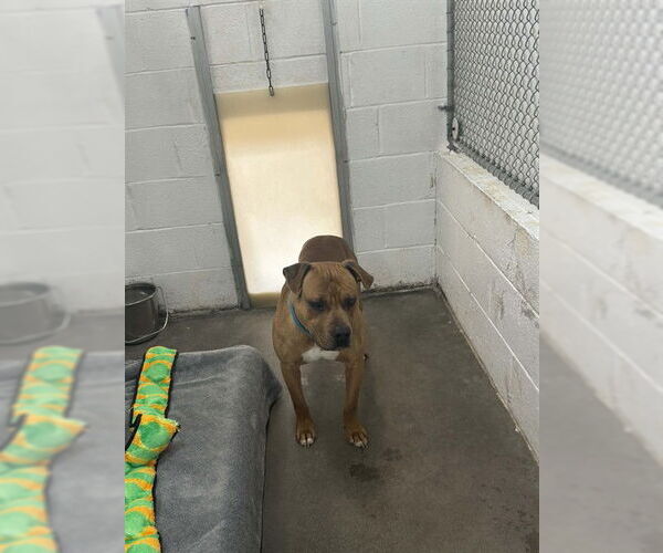 Medium Photo #1 Mutt Puppy For Sale in Easton, MD, USA