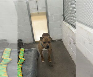 Mutt Dogs for adoption in Easton, MD, USA