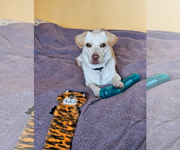 Medium Photo #8 Dachsador Puppy For Sale in Bellevue, WA, USA