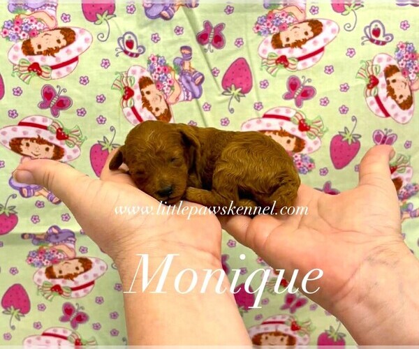 Medium Photo #1 Poodle (Toy) Puppy For Sale in WINNSBORO, LA, USA