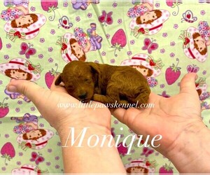 Poodle (Toy) Puppy for sale in WINNSBORO, LA, USA