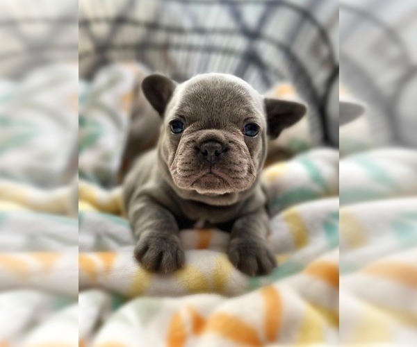 Full screen Photo #1 French Bulldog Puppy For Sale in OJAI, CA, USA