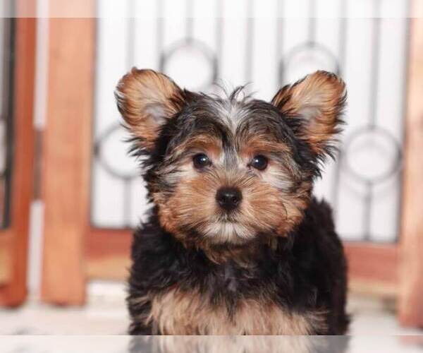 Medium Photo #5 Yorkshire Terrier Puppy For Sale in NAPLES, FL, USA