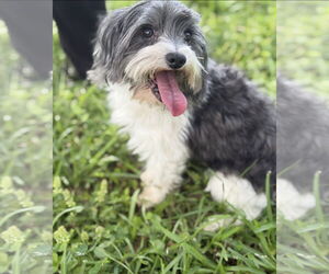 Shih Apso Dogs for adoption in Oakhurst, NJ, USA