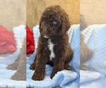 Small #4 Aussiedoodle