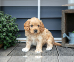 Puppy Drew Cavapoo