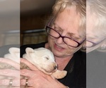 Small Photo #6 Maremma Sheepdog Puppy For Sale in THORN HILL, TN, USA