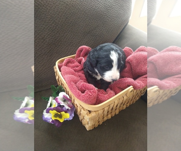 Medium Photo #16 Bernedoodle Puppy For Sale in CALHAN, CO, USA