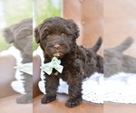 Small #2 Portuguese Water Dog