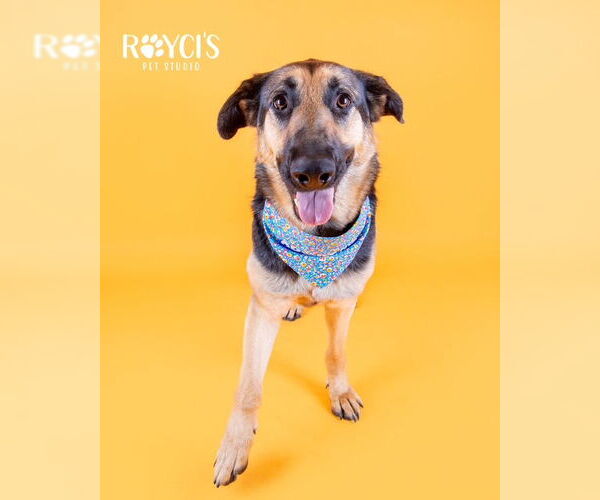 Medium Photo #4 German Shepherd Dog Puppy For Sale in Sandy, UT, USA