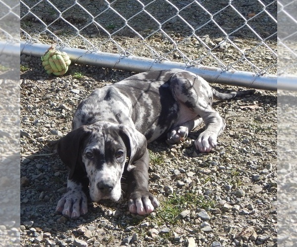 Medium Photo #1 Great Dane Puppy For Sale in SPRAGGS, PA, USA