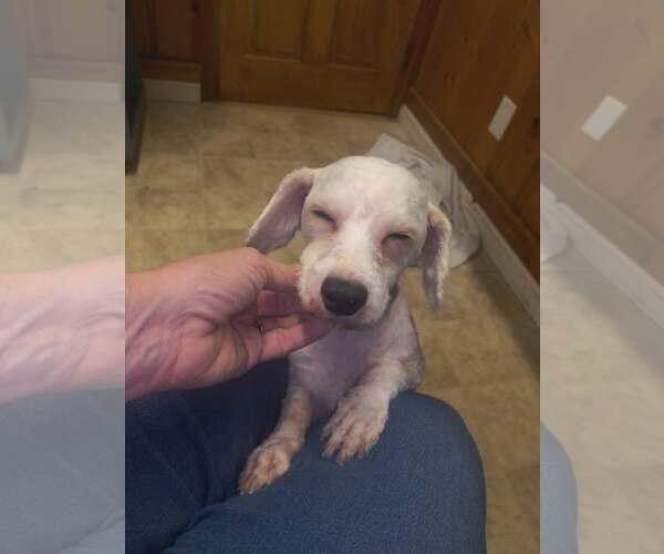Medium Photo #3 Bichon Frise-Unknown Mix Puppy For Sale in Raleigh, NC, USA
