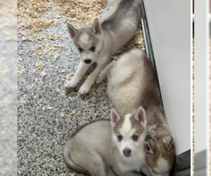 - Mix Dogs for adoption in Unionville, PA, USA